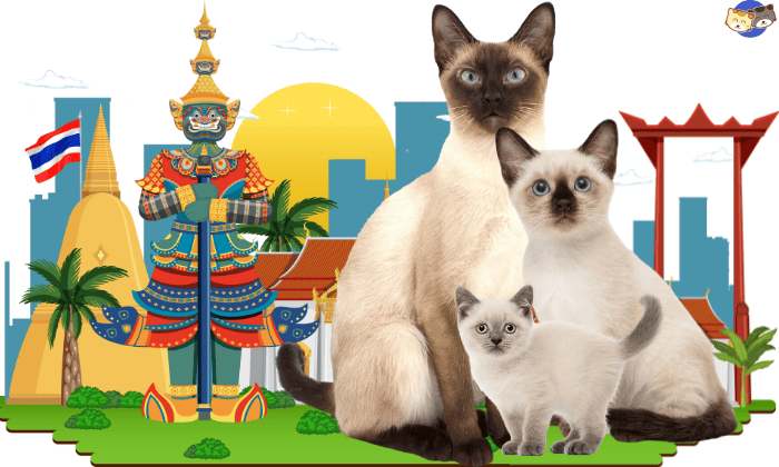 Overview-of-Siamese-Cats