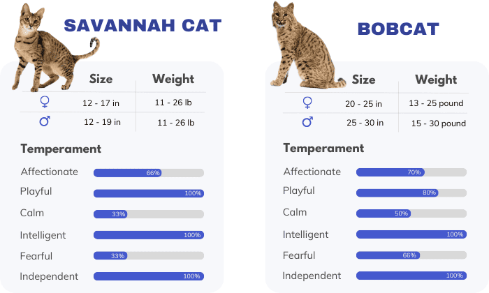 Overview-of-savannah-cat-vs-bobcat