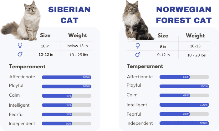 Overview-of-siberian-vs-norwegian-forest-cat