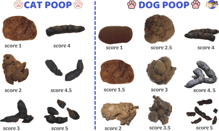 Overview-of-the-Fecal-Charts-of-cat-and-dog