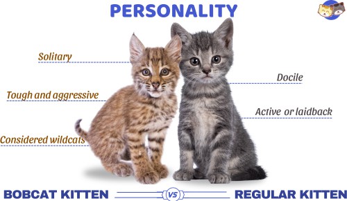 Personality-of-bobcat-kitten-vs-regular-kitten