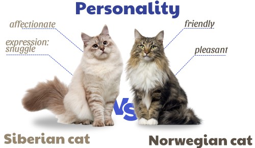 Personality-of-siberian-vs-norwegian-forest-cat