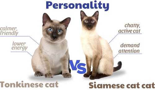 Personality-of-tonkinese-vs-siamese-cat