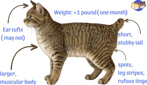 Physical-characteristics-of-mixed-bobcat
