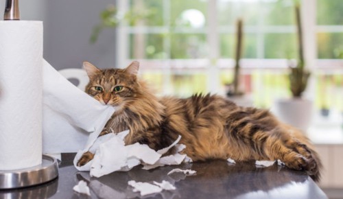 Pica-syndrome-in-cats-cause-cat-eat-toilet-paper