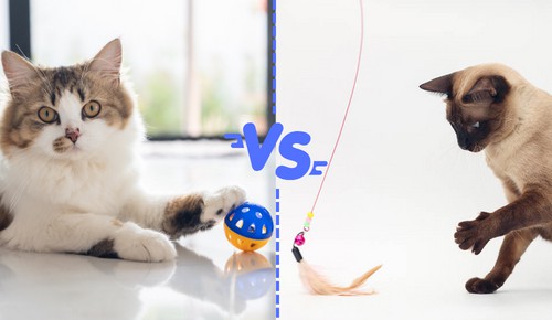 Playful-Nature-of-persian-cat-vs-siamese-cat