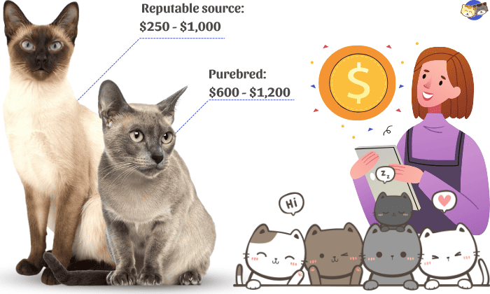 Price-Comparison-Between-Tonkinese-and-Siamese-Cats