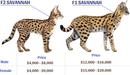 Price-of-f1-vs-f2-savannah-cat