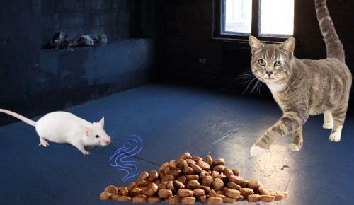 Senses-of-cats-vs-mice
