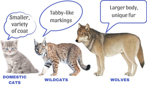 Size-and-appearance-of-cat-vs-wolf