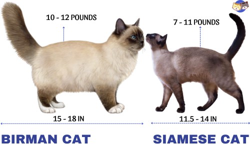 Size-&-appearance-of-birman-vs-siamese-cat