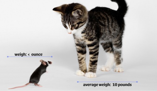 Size-of-cats-vs-mice