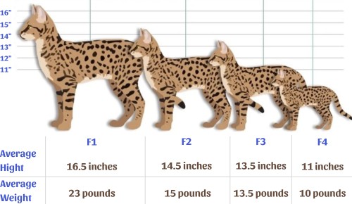 Size-of-f1-vs-f2-savannah-cat