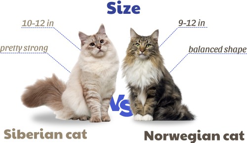 Size-of-siberian-vs-norwegian-forest-cat