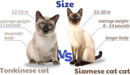 Size-of-tonkinese-vs-siamese-cat