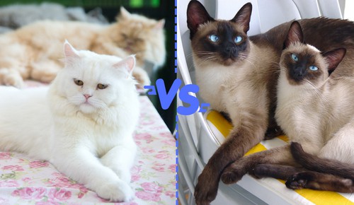 Social-Interaction-of-persian-cat-vs-siamese-cat