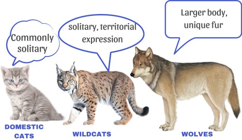 Social-behavior-of-cat-vs-wolf