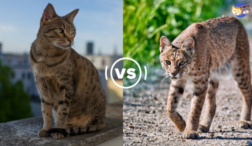 Solitary-lifestyle-of-savannah-cat-vs-bobcat