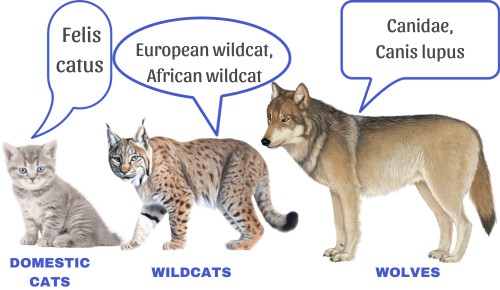 Taxonomy-cat-vs-wolf