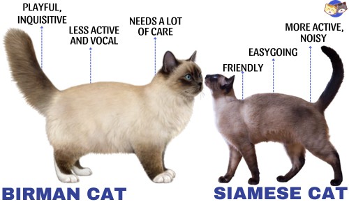 Temperament-of-birman-vs-siamese-cat