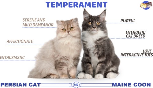 Temperament-of-persian-cat-vs-maine-coon