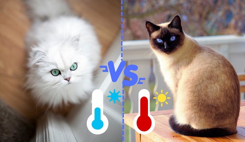 Temperature-Sensitivity-of-persian-cat-vs-siamese-cat