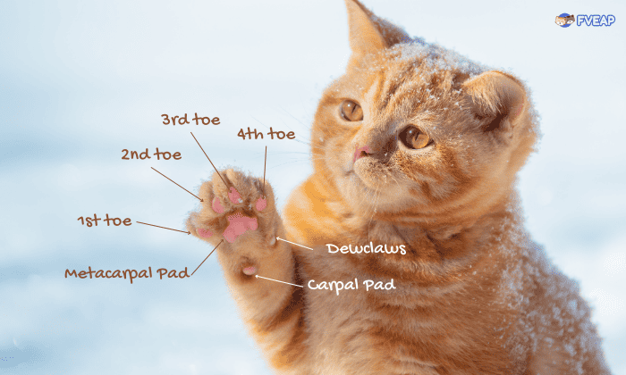 The-front-paws-of-cat