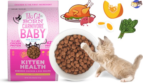Tiki-Cat-Born-Carnivore-Baby-Kitten-Health