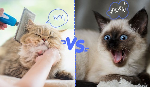 Vocal-Expressiveness-of-persian-cat-vs-siamese-cat