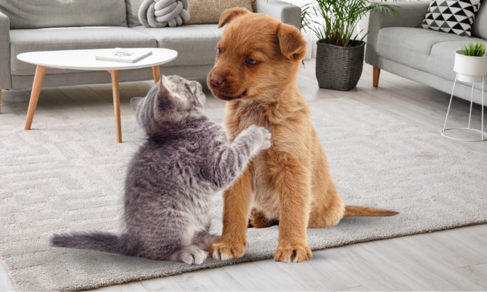 Who-Will-Win-when-dog-vs-cat-fight