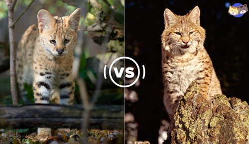 Wild-ancestry-of-savannah-cat-vs-bobcat