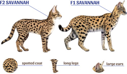 Wild-like-appearance-of-f1-vs-f2-savannah-cat