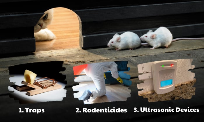 alternatives-Options-for-Rodent-Control