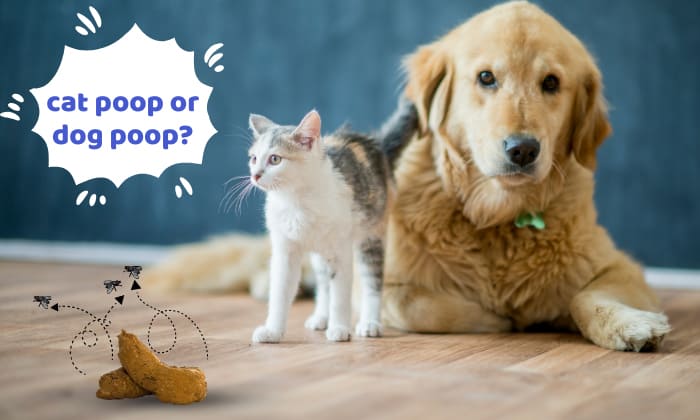 analysis-of-dog-poop-vs-cat-poop