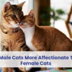 are male cats more affectionate than female cats