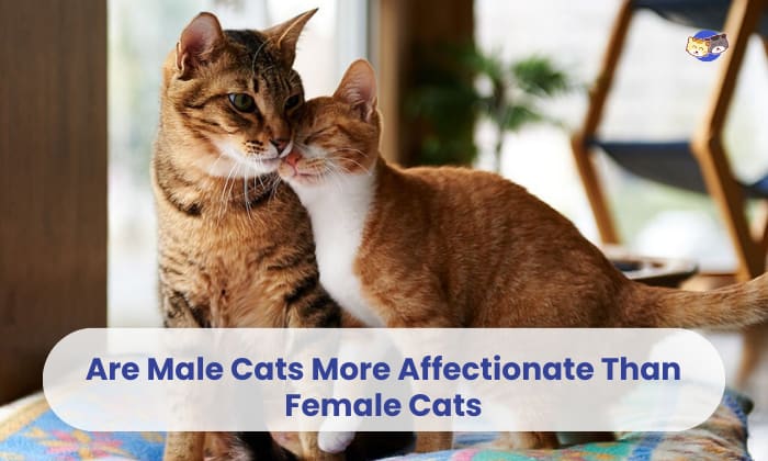 are male cats more affectionate than female cats