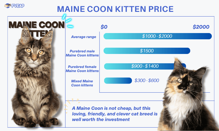 average-price-of-maine-coon-kitten