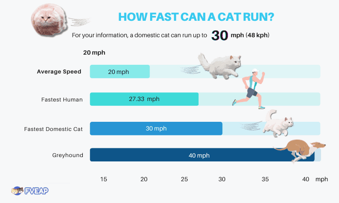average-speed-of-a-cat