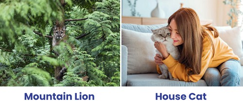 behavior-of-mountain-lion-vs-house-cat