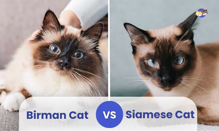 birman vs siamese cat