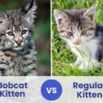 bobcat kitten vs regular kitten