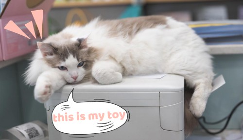 bored-cat-thinks-printer-as-a-toy