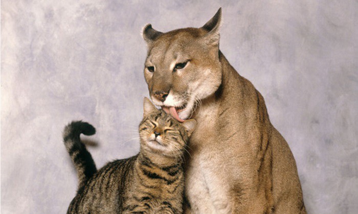 can-cats-survive-encounters-with-mountain-lion