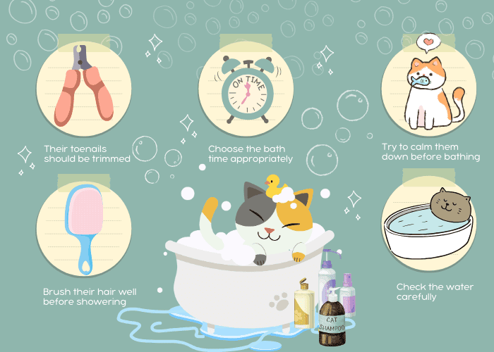 cat-bathing-tips