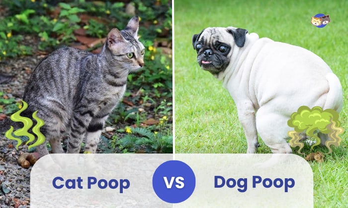 cat poop vs dog poop