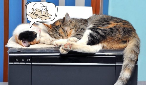 cat-thinks-printer-is-a-box