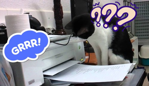 cat-thinks-the-printer-is-another-animal