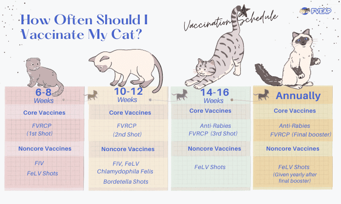 cat-vaccination-schedule