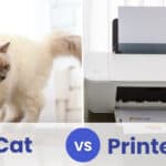 cat vs printer