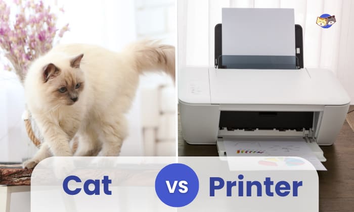 cat vs printer